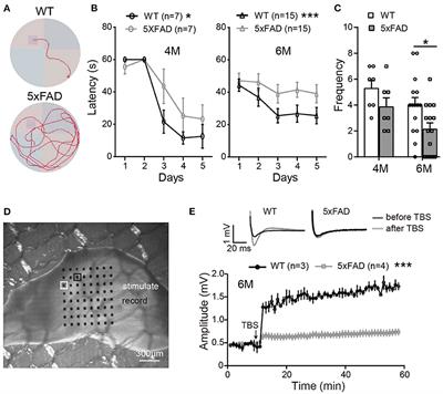 Brain and Retinal Abnormalities in the 5xFAD Mouse Model of Alzheimer's Disease at Early Stages